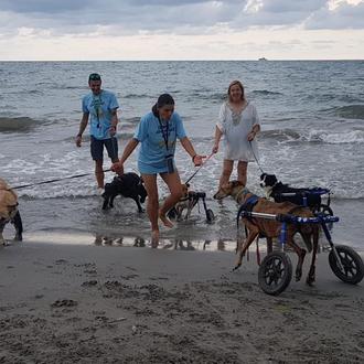 Los perros discapacitados de Bichosraros.org pasan un estupendo día …