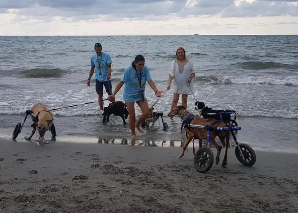 Los perros discapacitados de Bichosraros.org pasan un estupendo día en la playa canina de Santa Pola