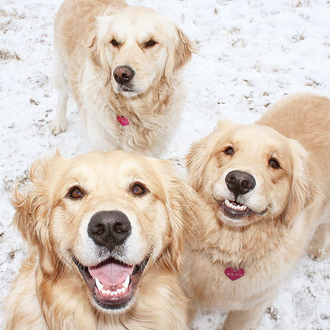 Estrellas de instagram: el trío de guapérrimas Golden Retrievers y …