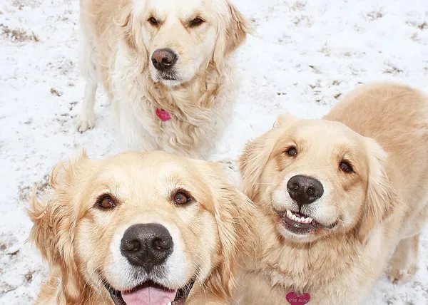 Estrellas de instagram: el trío de guapérrimas Golden Retrievers y el reto del 