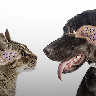 La inteligencia de los perros y la inteligencia de los …