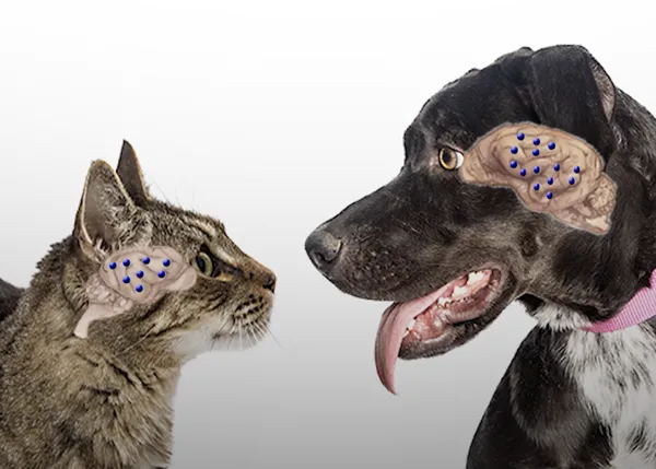 La inteligencia de los perros y la inteligencia de los gatos: la diferencia clave