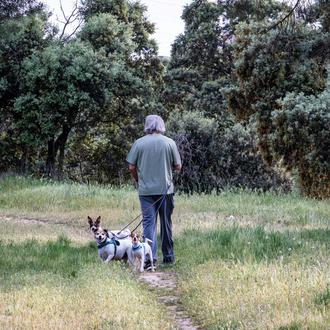 Día de la prevención de la Leishmaniosis Canina, un día …