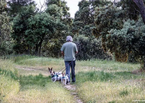 Día de la prevención de la Leishmaniosis Canina, un día para recordar la importancia de proteger a todos los perros todo el año