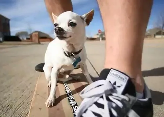 Casper, también conocido como el chihuahua veloz, en acción