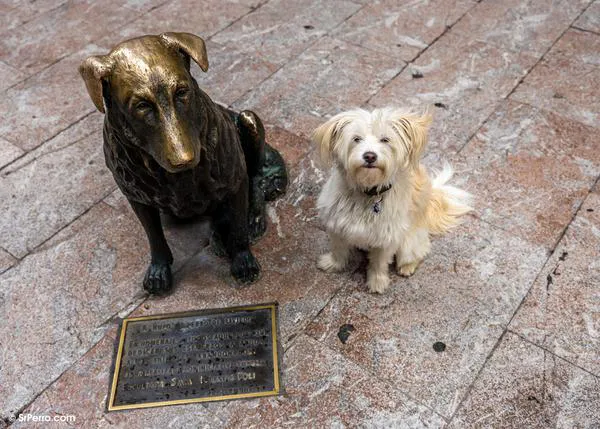 Ahora es en Oviedo: la misma empresa denunciada por maltrato animal opta a la gestión del Albergue de Animales