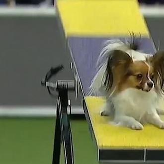 Los (casi) ganadores en el campeonato de agility de Westminster …