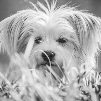 Todo sigue igual (de mal) para los perros en España …