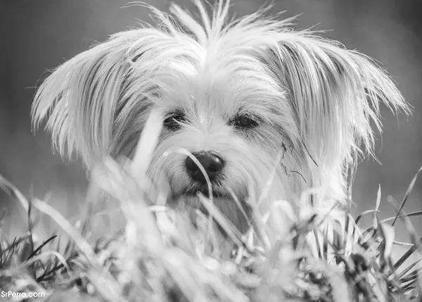 Todo sigue igual (de mal) para los perros en España: avanzan en el Senado cambios legislativos de enorme gravedad