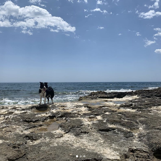 Torrevieja se queda sin sus dos playas caninas en 2020 …