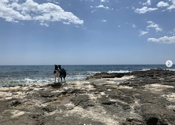 Torrevieja se queda sin sus dos playas caninas en 2020 por un decreto del Alcalde
