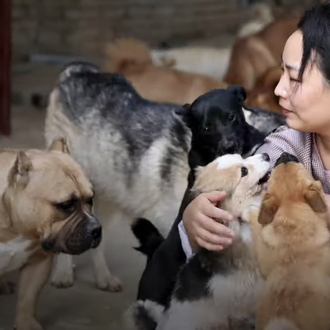 La enorme labor de una pequeña protectora de animales en …