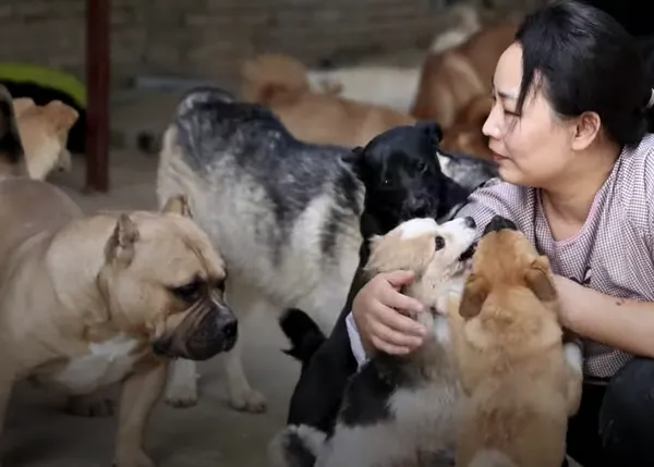 La enorme labor de una pequeña protectora de animales en Wuhan