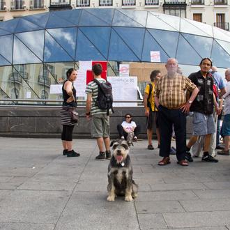 SrPerro en Sol, porque los canes también están indignados