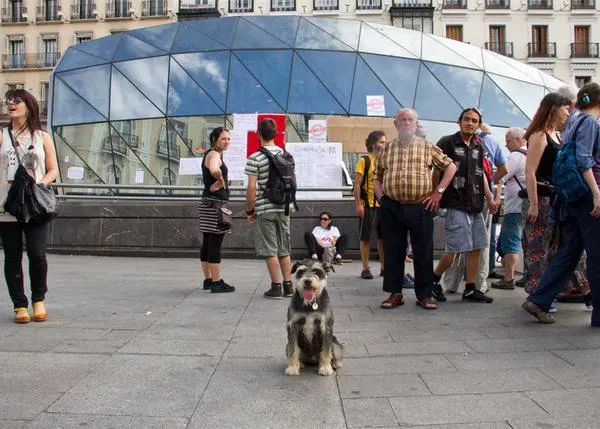 SrPerro en Sol, porque los canes también están indignados