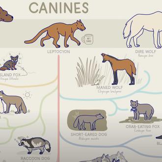 ¿Qué tienen en común los chacales, coyotes, licaones, dingos, zorros …