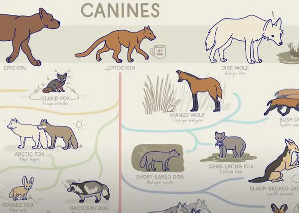 ¿Qué tienen en común los chacales, coyotes, licaones, dingos, zorros o perros? Un genial vídeo explica la historia de los cánidos