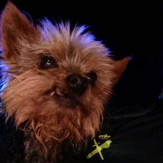 Un pequeño gran héroe: el Yorkie que salvó a su …