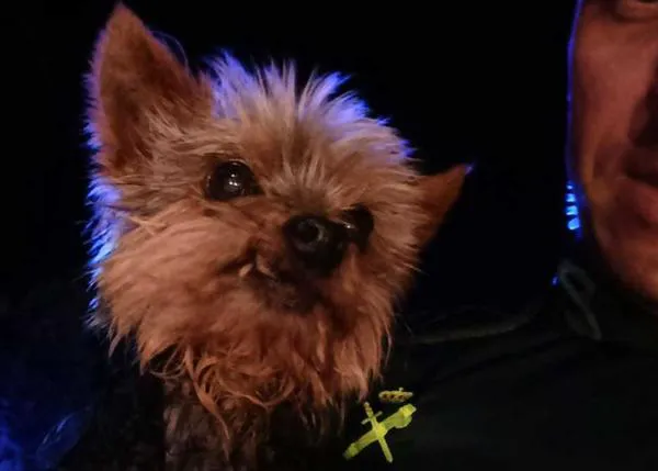 Un pequeño gran héroe: el Yorkie que salvó a su humano ladrándole a la Guardia Civil