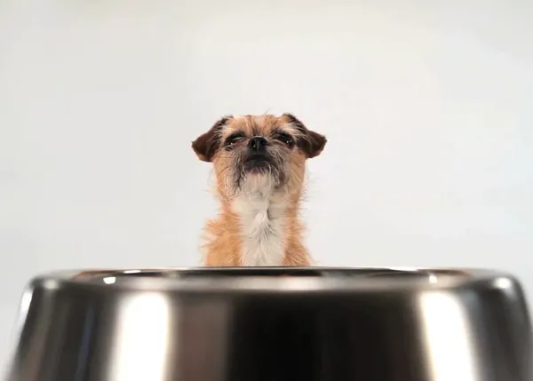 Un vídeo especial para canes pequeños... con complejo de Napoleón