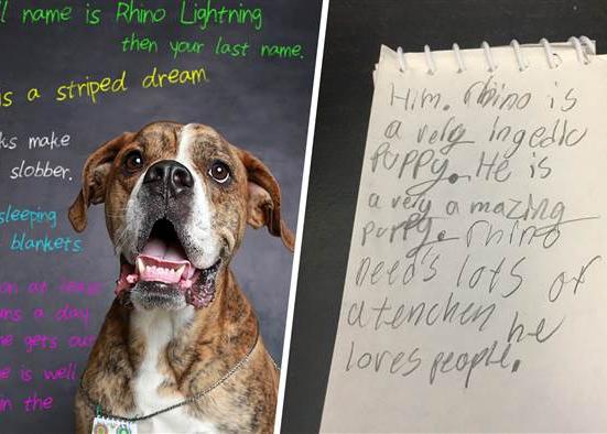 Un perro entregado en una protectora junto con una larga carta, la del niño que más lo quería 