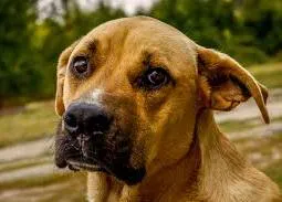 En Semana Santa se abandonará un 45% más de animales que en el resto del año