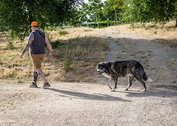 La forma de caminar, la longitud de la zancada, puede revelar los primeros signos de demencia en los perros