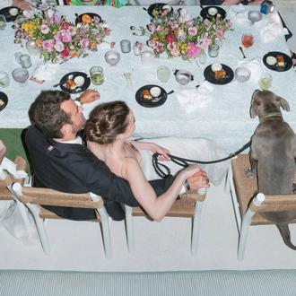 Kuma Theroux, gran estrella canina en la boda de su …