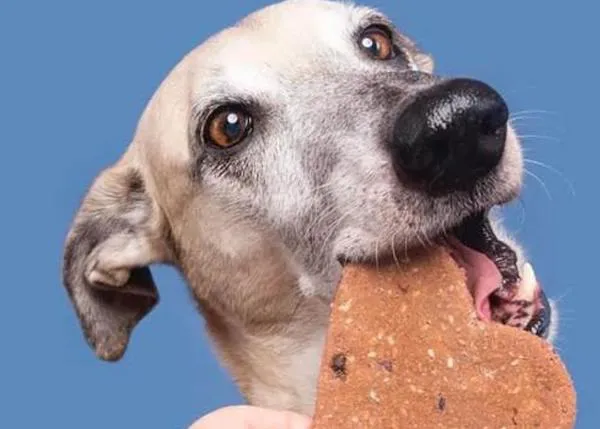 Finales felices que en realidad son un principio: historias de perros y gatos que ayudan a las protectoras