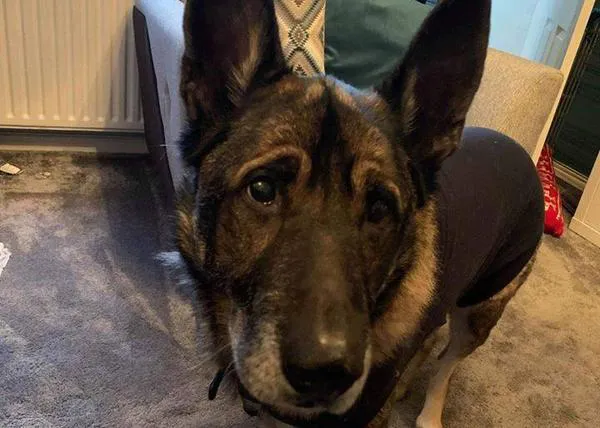 Un perro, operado de urgencia tras descubrirse que se había comido una tira de espumillón de 80 cm