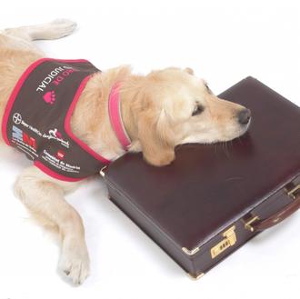 El efecto positivo y calmante de los perros de apoyo …