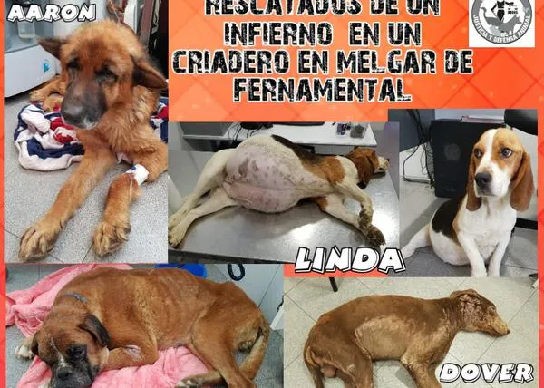 7000 personas piden la clausura definitiva del criadero del infierno en Burgos para que se pueda rescatar a 140 perros