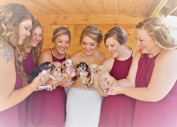 Cachorrotes rescatados tras el Huracán Harvey se convierten en las estrellas de una boda muy perruna y solidaria