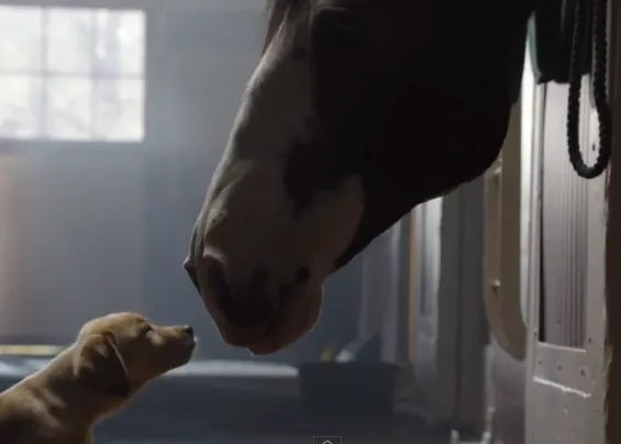 Puppy Love, la amistad entre un cachorro y un caballo... un fabuloso anuncio de Budweiser