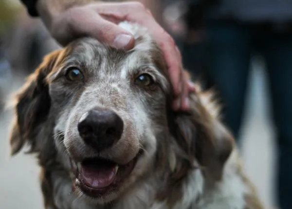 Hoy es un buen día para... dar las gracias a los miles de voluntarios que ayudan a los perros