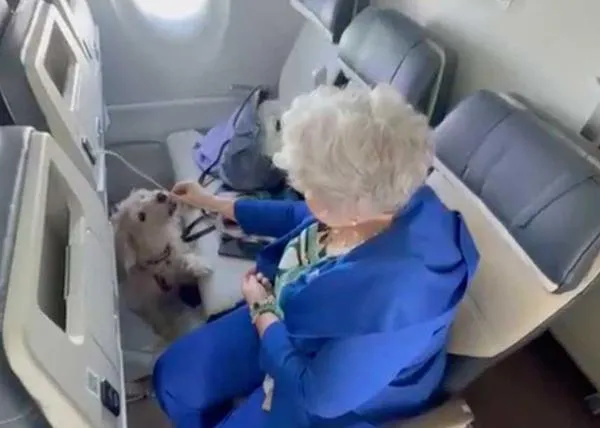 Italia hace historia con el primer vuelo en el que perros grandes han podido viajar en cabina con su familia