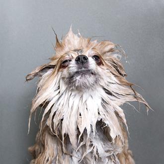 Perros mojados y perros en la peluquería: fotografía canina con …