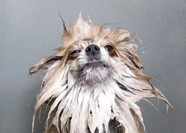 Perros mojados y perros en la peluquería: fotografía canina con arte, humor y mensaje