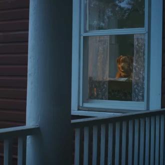 Trailer de Good Boy, la primera película de terror desde …