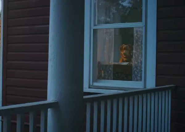 Trailer de Good Boy, la primera película de terror desde el punto de vista de un perro