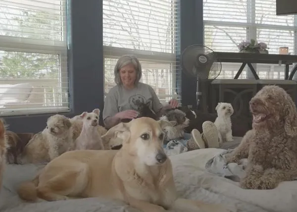 Un pequeño oasis para perros senior: un santuario donde más de 850 perros han tenido una vejez feliz