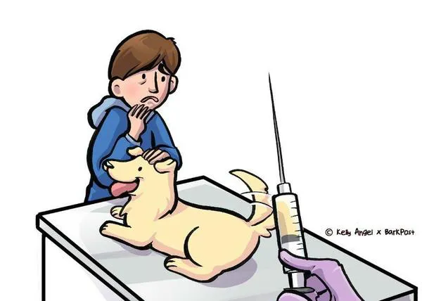 13  Consejos para que las visitas al veterinario sean menos estresantes para tu perro
