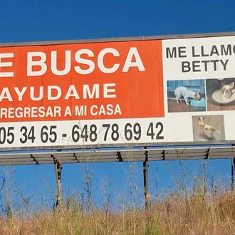 Buscan a Betty, una chihuahua que se escapó a mediados …