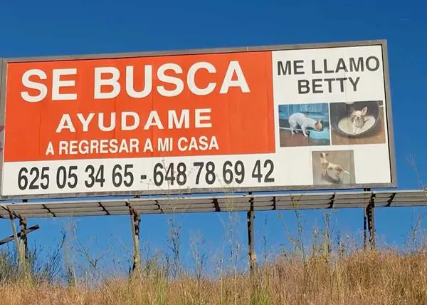 Buscan a Betty, una chihuahua que se escapó a mediados de agosto en Alhaurín de la Torre, Málaga: incluso han contratado una valla publicitaria