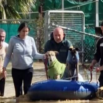 La Guardia Civil rescata a numerosos perros atrapados tras las …