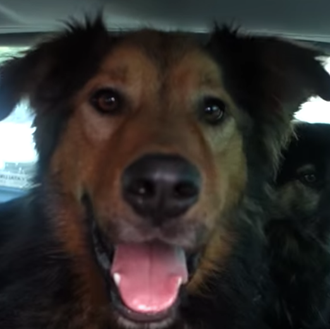 Comienzos felices: Dos canes adoptados juntos, dos perros en su …