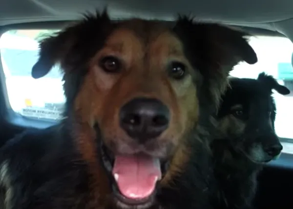 Comienzos felices: Dos canes adoptados juntos, dos perros en su 