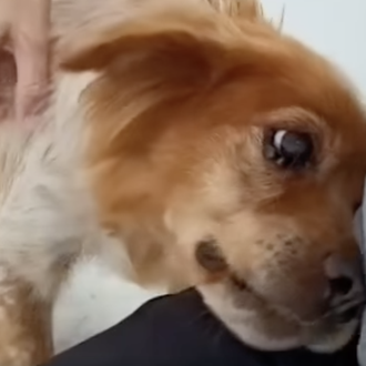 Las primeras caricias de una bretona viejita y sorda abandonada …