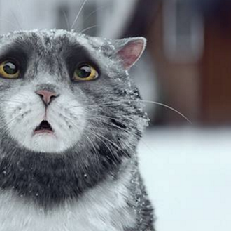 Los problemillas de celebrar la Navidad en versión gatuna