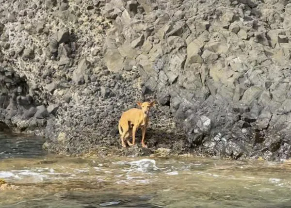 Un barco de paseos turísticos salva de morir ahogado a un perro atrapado (y abandonado) en una cala de Almería
